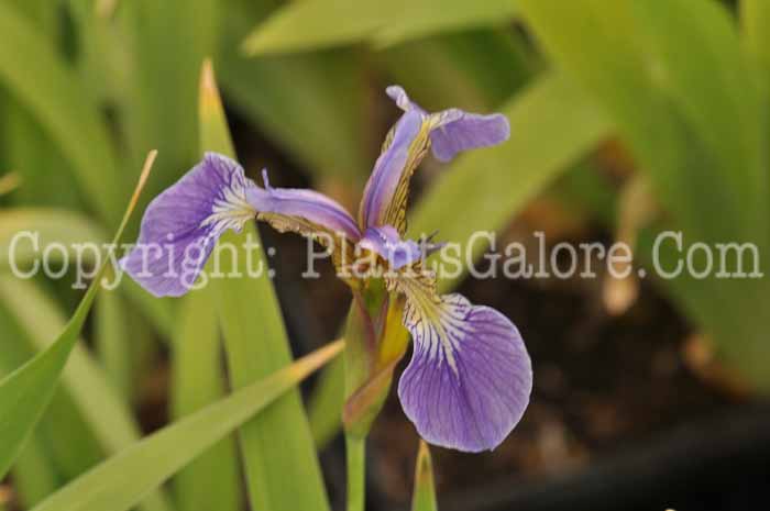 PGC-P-Iris-setosa-tricuspis-05-2012-1