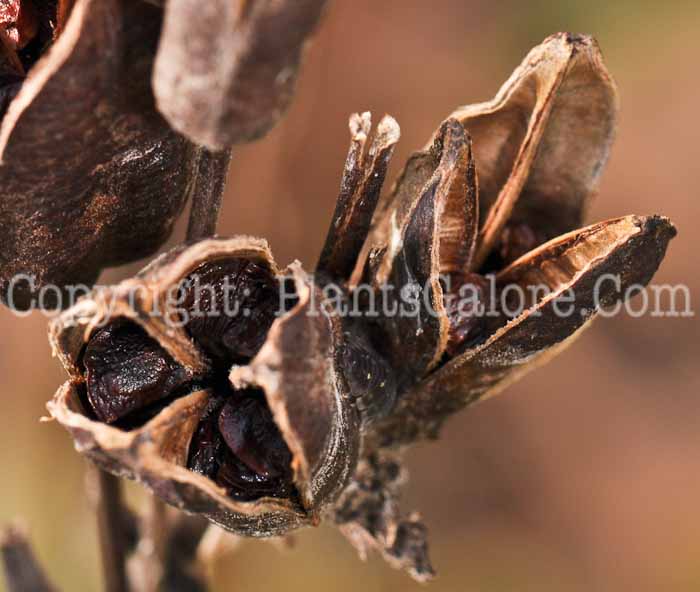 PGC-P-Iris-sibirica (1 of 2)