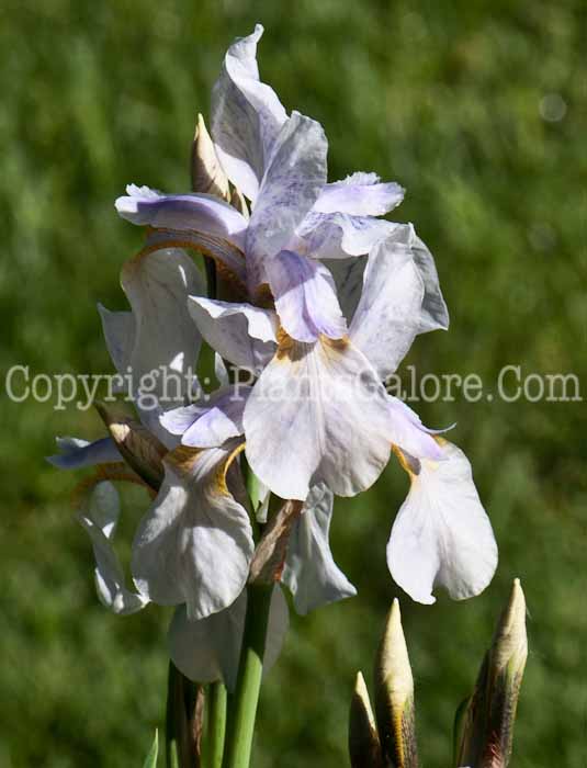 PGC-P-Iris-sibirica-Alba-0514n-1
