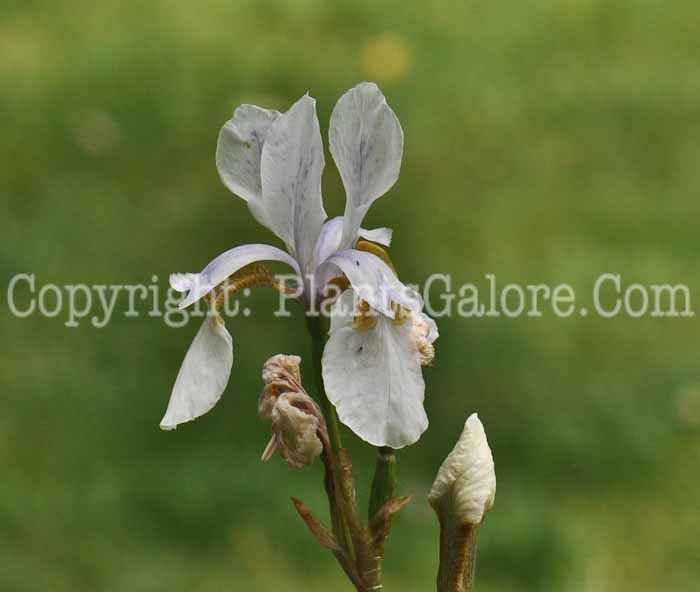 PGC-P-Iris-sibirica-Alba-05-12-1