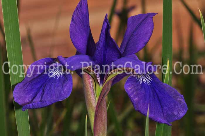 PGC-P-Iris-sibirica-Caesars-Brother-0413-3