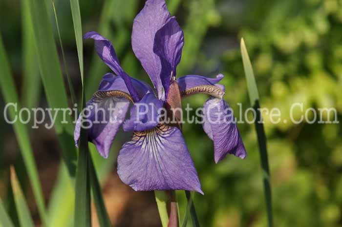 PGC-P-Iris-sibirica-Caesars-Brother-2-2010