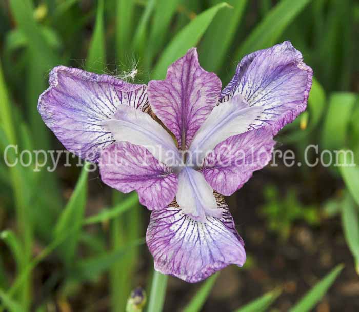 PGC-P-Iris-sibirica-Illini-Charm-2010-02
