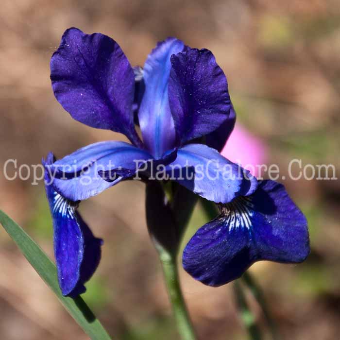 PGC-P-Iris-sibirica-Plum-Frolic-0714c-1