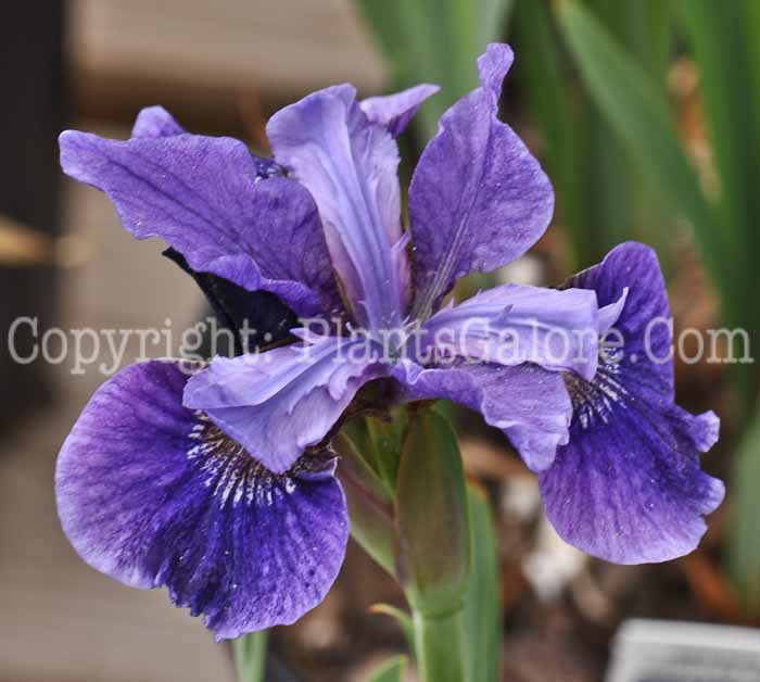 PGC-P-Iris-sibirica-Ruffled-Velvet-2-2010