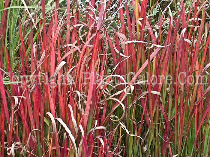 PGC-G-Imperata-cylindrica-aka-Japanese-Blood-Grass-1