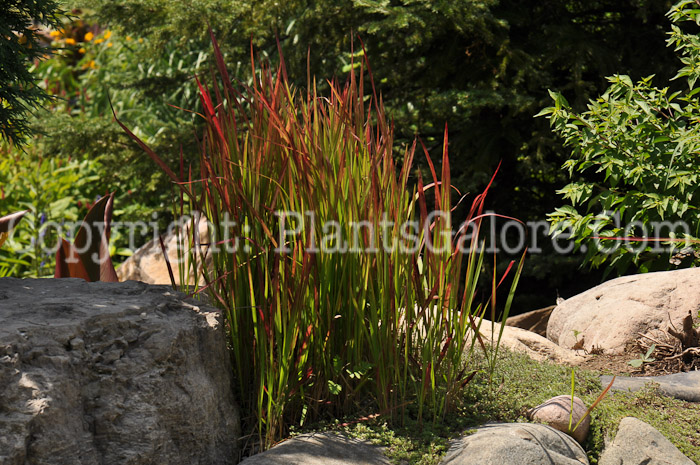 PGC-G-Imperata-cylindrica-aka-Japanese-Blood-Grass-5