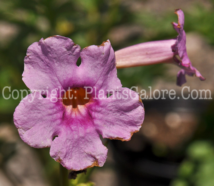 PGC-P-Incarvillea-delavayi-aka-Hardy-Gloxinia-1