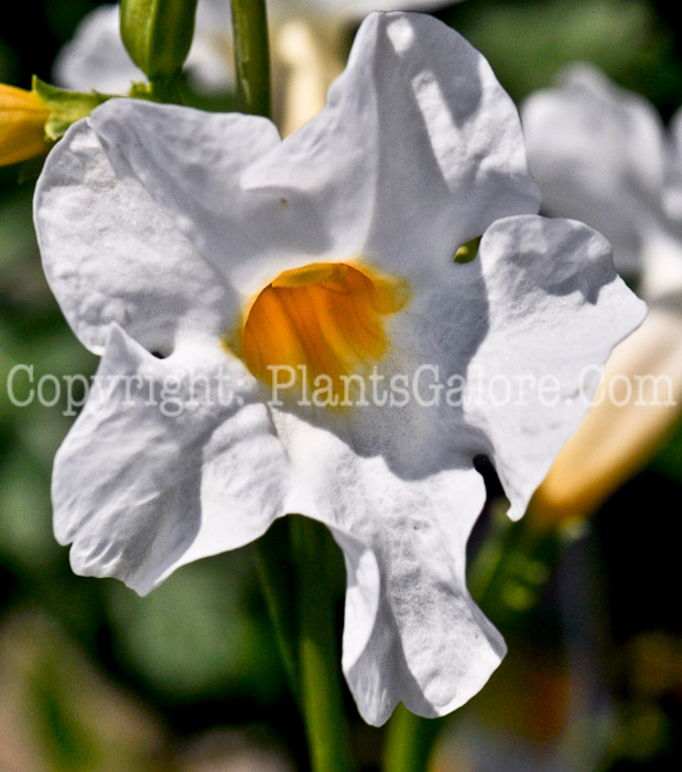 PGC-P-Incarvillea-delavayi-aka-Hardy-Gloxinia-10