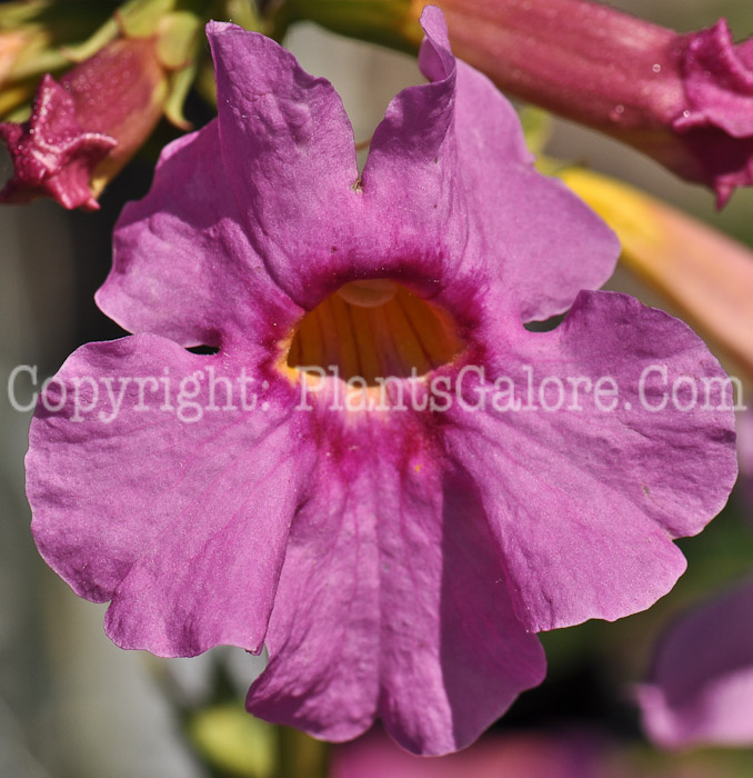 PGC-P-Incarvillea-delavayi-aka-Hardy-Gloxinia-2