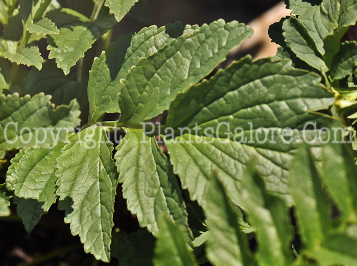 PGC-P-Incarvillea-delavayi-aka-Hardy-Gloxinia-4