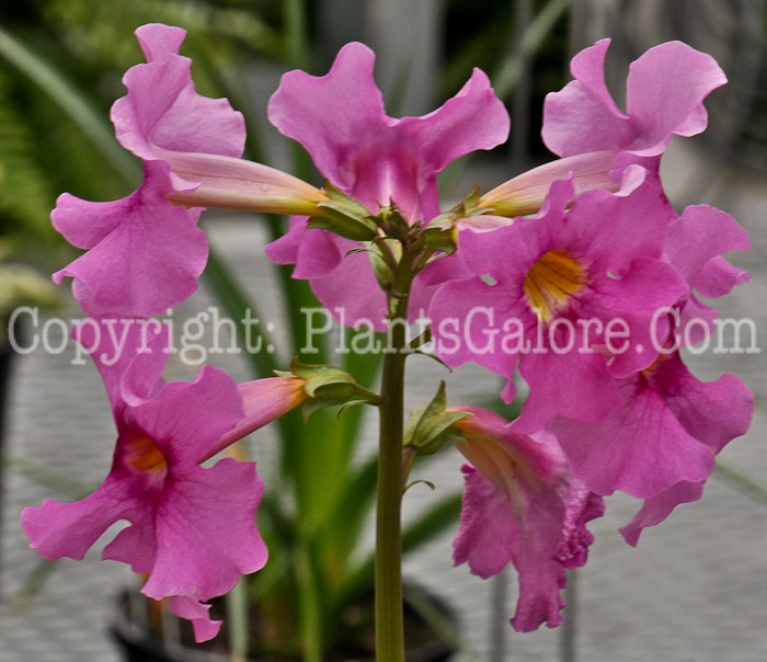 PGC-P-Incarvillea-delavayi-aka-Hardy-Gloxinia-6