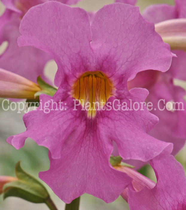 PGC-P-Incarvillea-delavayi-aka-Hardy-Gloxinia-7