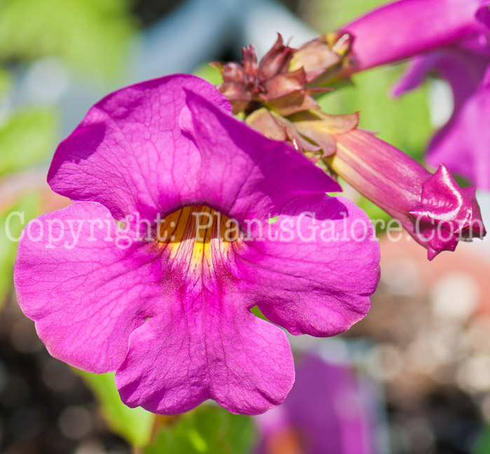 PGC-P-Incarvillea-delavayi-aka-Hardy-Gloxinia-8