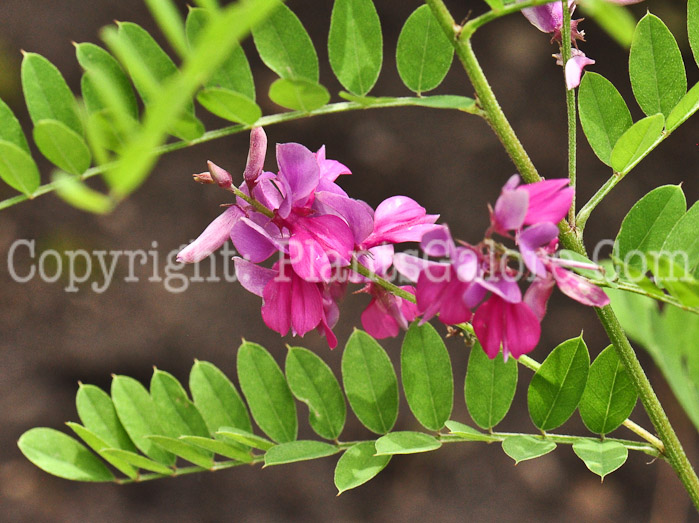 PGC-P-Indigofera-tinctoria-aka-Indigo-713-1