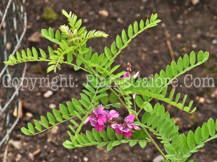 PGC-P-Indigofera-tinctoria-aka-Indigo-713-2