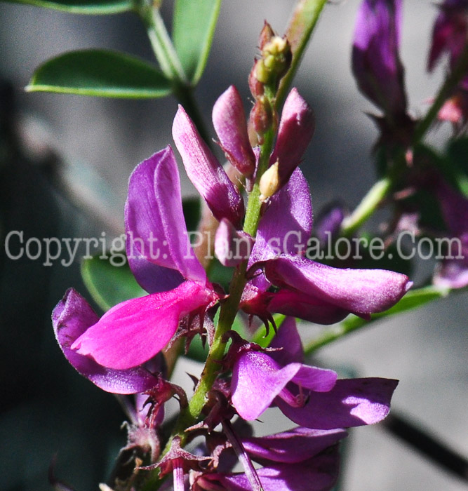 PGC-P-Indigofera-tinctoria-aka-Indigo-813-1