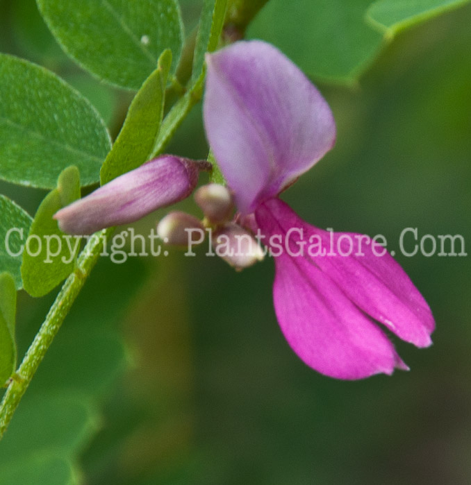 PGC-S-Indigofera-tinctoria-aka-Indigo-0714-1