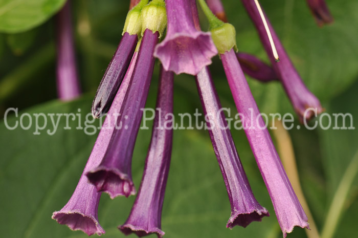 PGC-V-Iochroma-cyanea-Indigo-r-2010-1