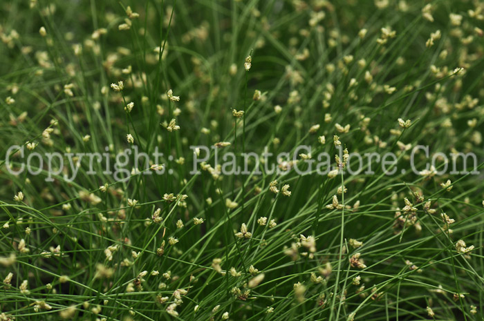 PGC-A-Isolepis-connua-2011-05-001