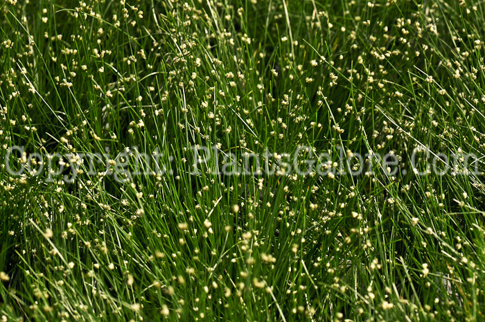 PGC-G-Isolepis-cemua-fiber-optic-grass-2010-001