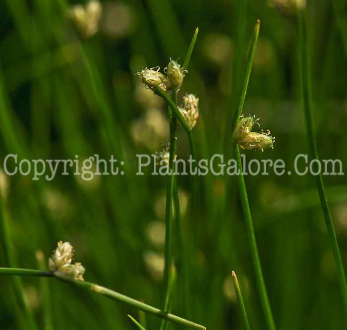 PGC-G-Isolepis-cemua-fiber-optic-grass-2010-002