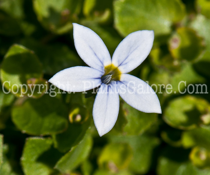 PGC-P-Isotoma-fluviatilis-aka-Blue-Star-Creeper-0514k-05-2014-01