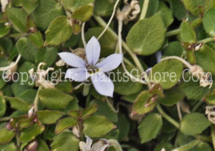 PGC-P-Isotoma-fluviatilis-aka-Blue-Star-Creeper-1