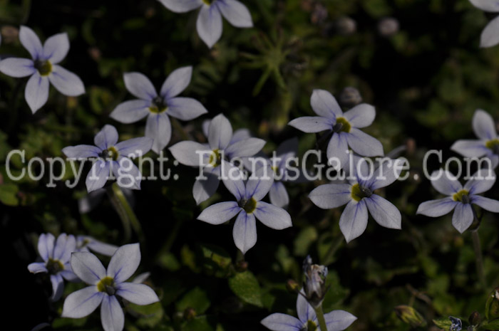 PGC-P-Isotoma-fluviatilis-aka-Blue-Star-Creeper-10