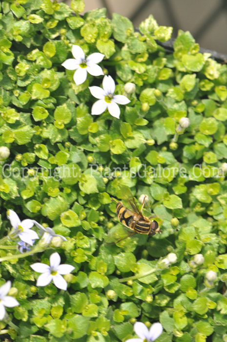 PGC-P-Isotoma-fluviatilis-aka-Blue-Star-Creeper-12