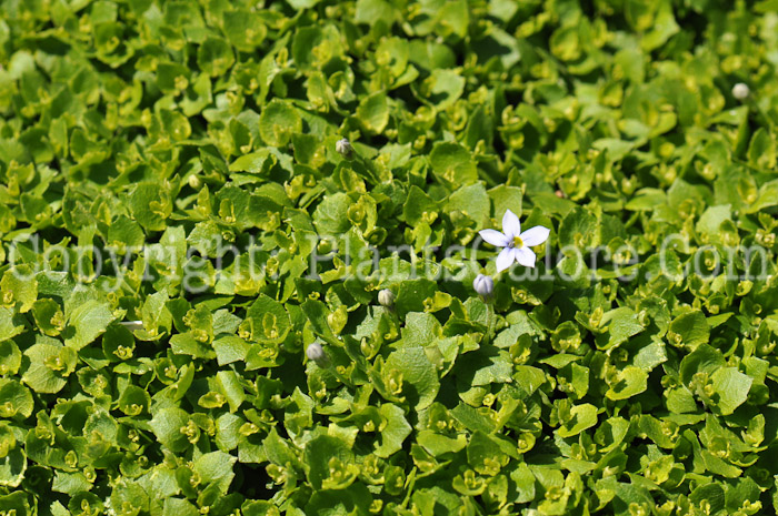 PGC-P-Isotoma-fluviatilis-aka-Blue-Star-Creeper-3