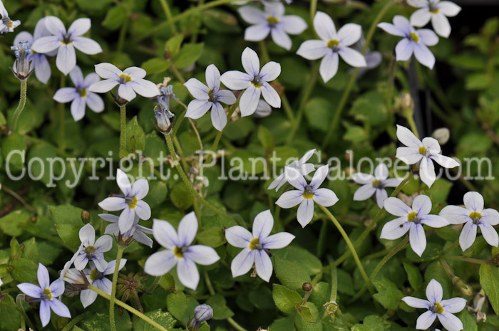 PGC-P-Isotoma-fluviatilis-aka-Blue-Star-Creeper-4