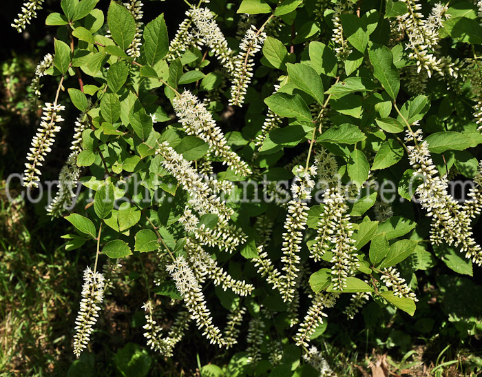 PGC-S-Itea-virginica-Longspire-Arnold-6-2011-001