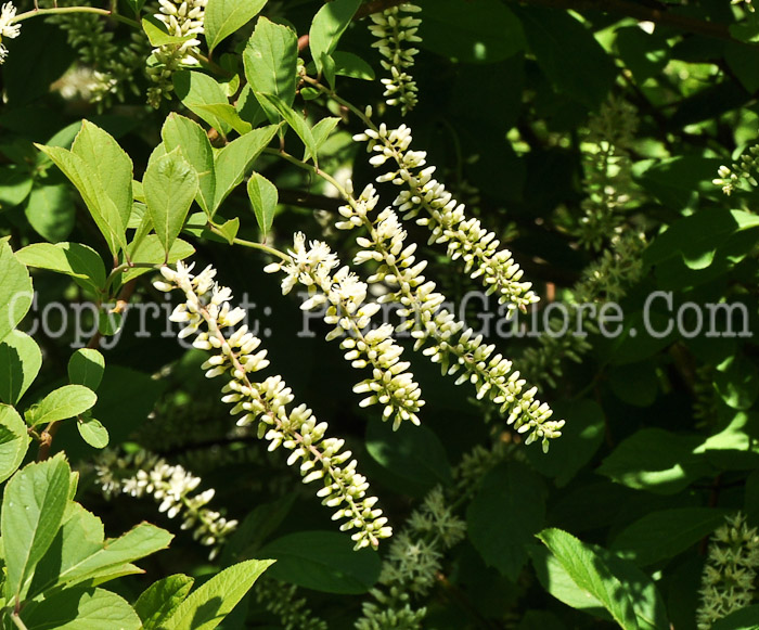 PGC-S-Itea-virginica-Longspire-Arnold-6-2011-002