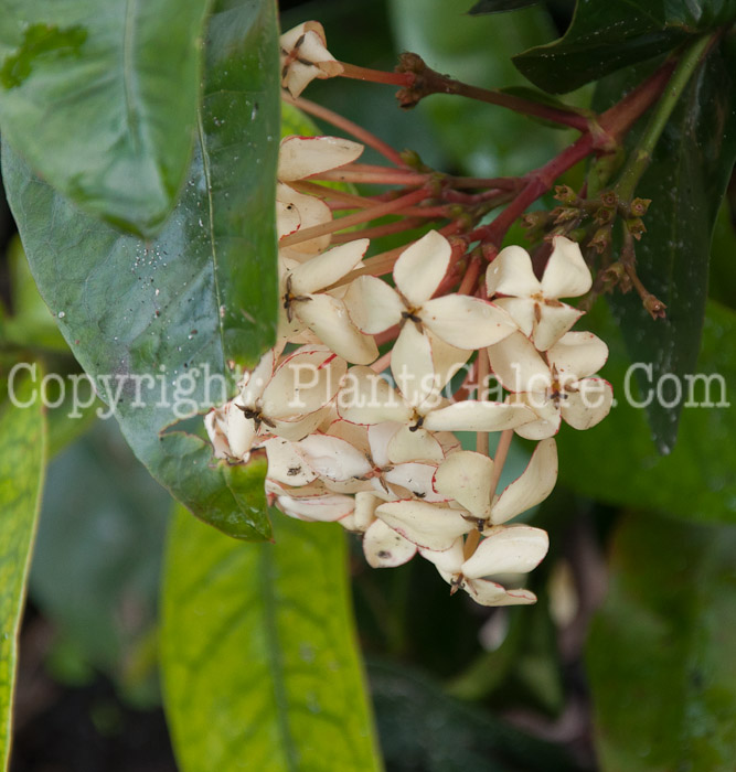 PGC-S-Ixora-coccinea-0114-1