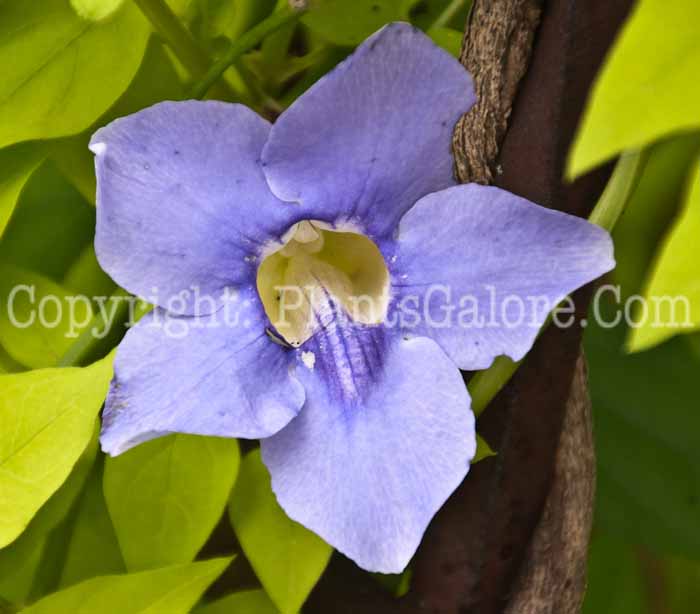 PGC-V-Jasminum-officinale-Fiona-Sunrise-0714-1