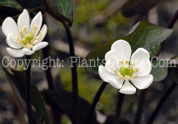 PGC-P-Jeffersonia-diphylla-aka-Twinleaf-flower-1