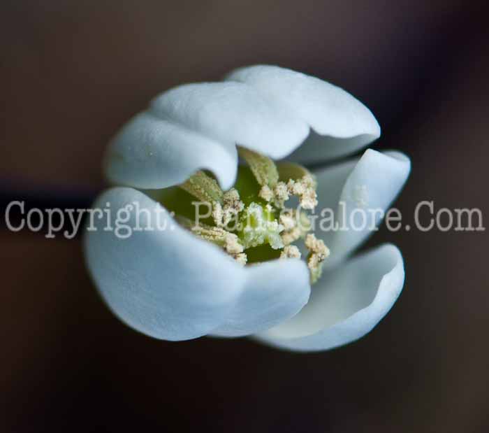 PGC-P-Jeffersonia-diphylla-aka-Twinleaf-flower-3