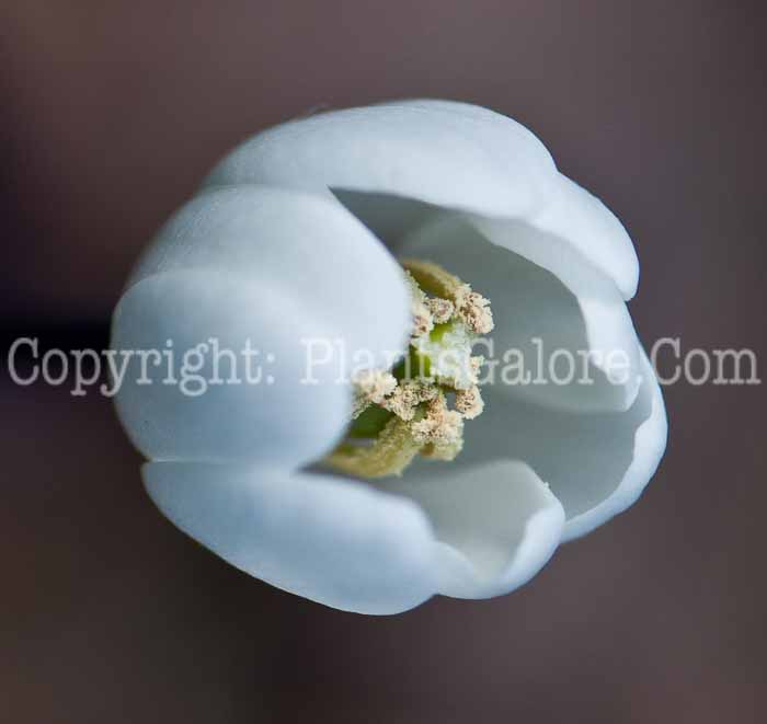 PGC-P-Jeffersonia-diphylla-aka-Twinleaf-flower-4