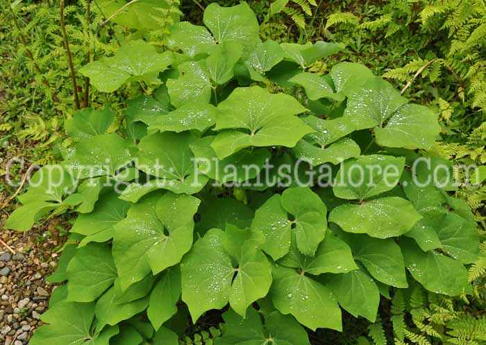 PGC-P-Jeffersonia-diphylla-aka-Twinleaf-leaf-2