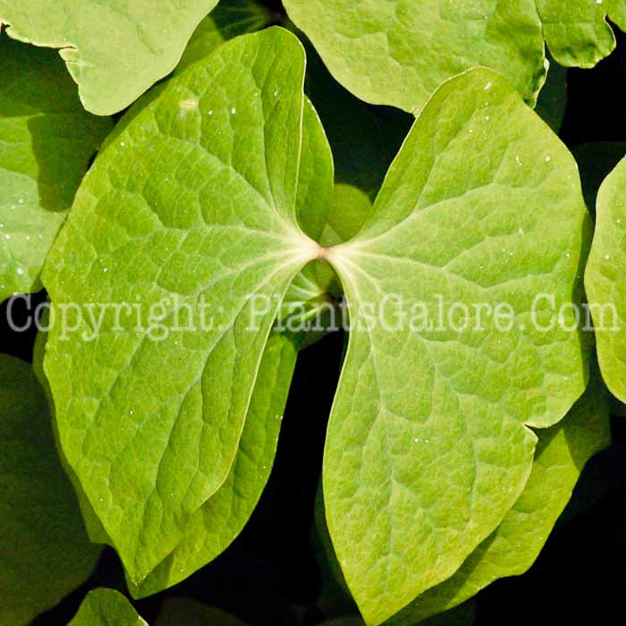 PGC-P-Jeffersonia-diphylla-aka-Twinleaf-leaf-5