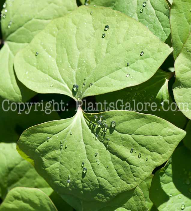 PGC-P-Jeffersonia-diphylla-aka-Twinleaf-leaf-6