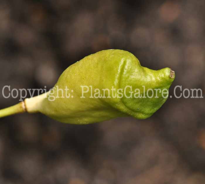 PGC-P-Jeffersonia-diphylla-aka-Twinleaf-seed-3