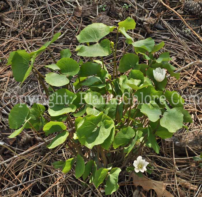 PGC-P-Jeffersonia-dubia-aka-Asian-Twinleaf-1