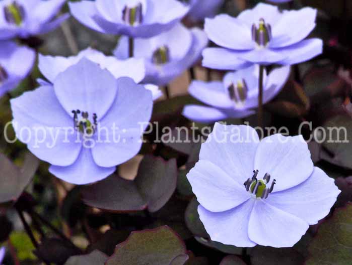 PGC-P-Jeffersonia-dubia-aka-Asian-Twinleaf-12