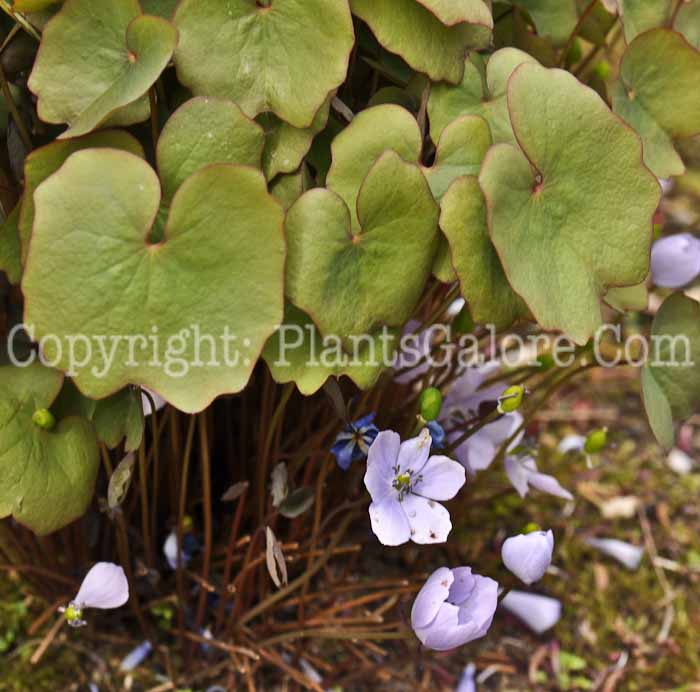 PGC-P-Jeffersonia-dubia-aka-Asian-Twinleaf-7