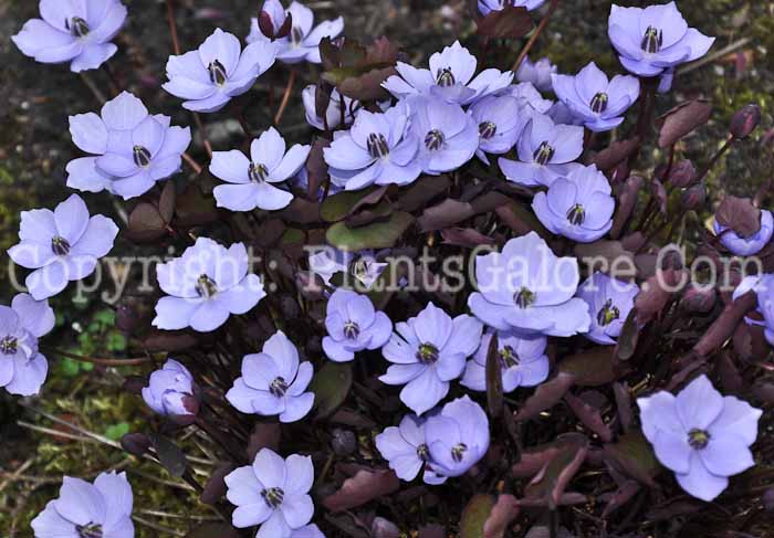 PGC-P-Jeffersonia-dubia-aka-Asian-Twinleaf-8