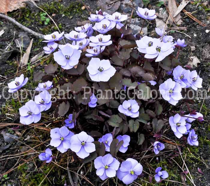 PGC-P-Jeffersonia-dubia-aka-Asian-Twinleaf-9