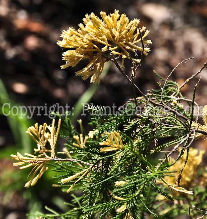 PGC-S-Juniperus-chinensis-Kaizuka-Variegated-2013-1