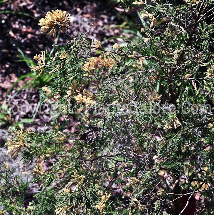 PGC-S-Juniperus-chinensis-Kaizuka-Variegated-2013-2